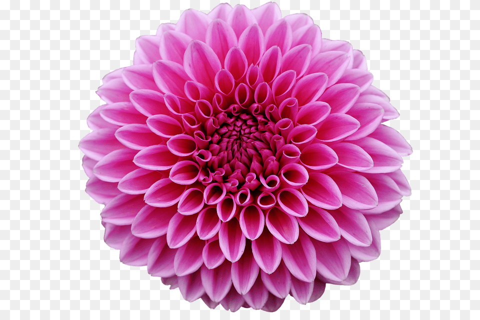 Dahlia Flower, Plant, Daisy Free Png Download