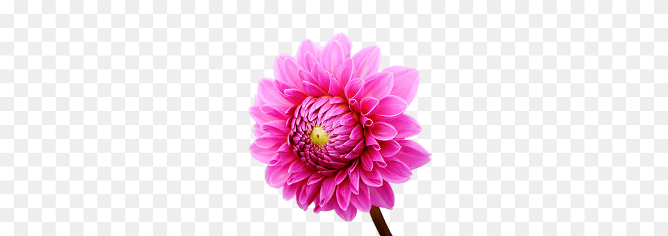 Dahlia Flower, Plant, Daisy, Chandelier Free Transparent Png