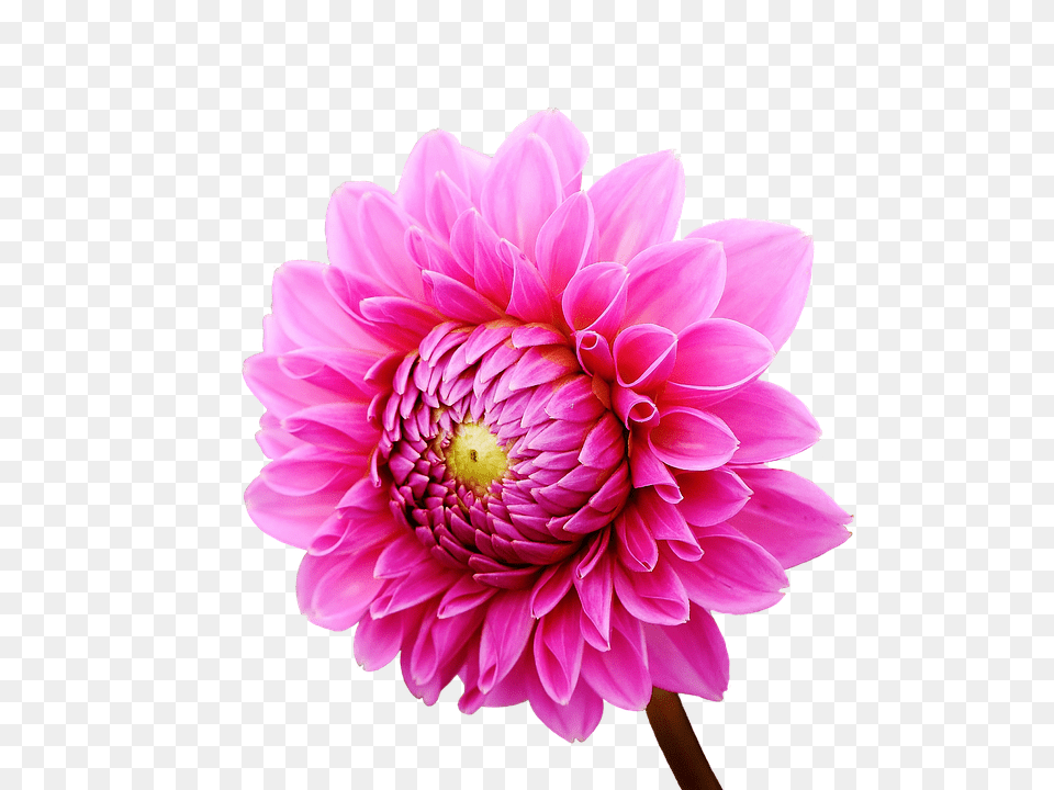 Dahlia Flower, Plant, Daisy, Petal Png