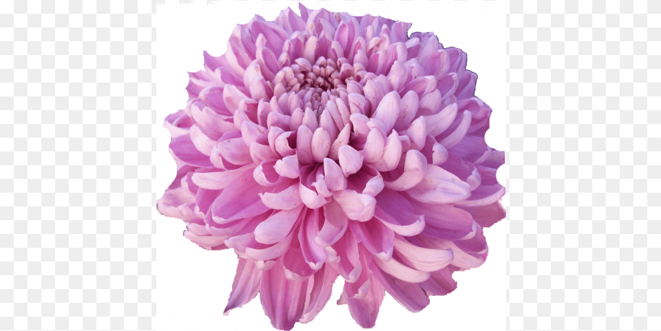 Dahlia, Flower, Plant, Petal, Daisy Png Image