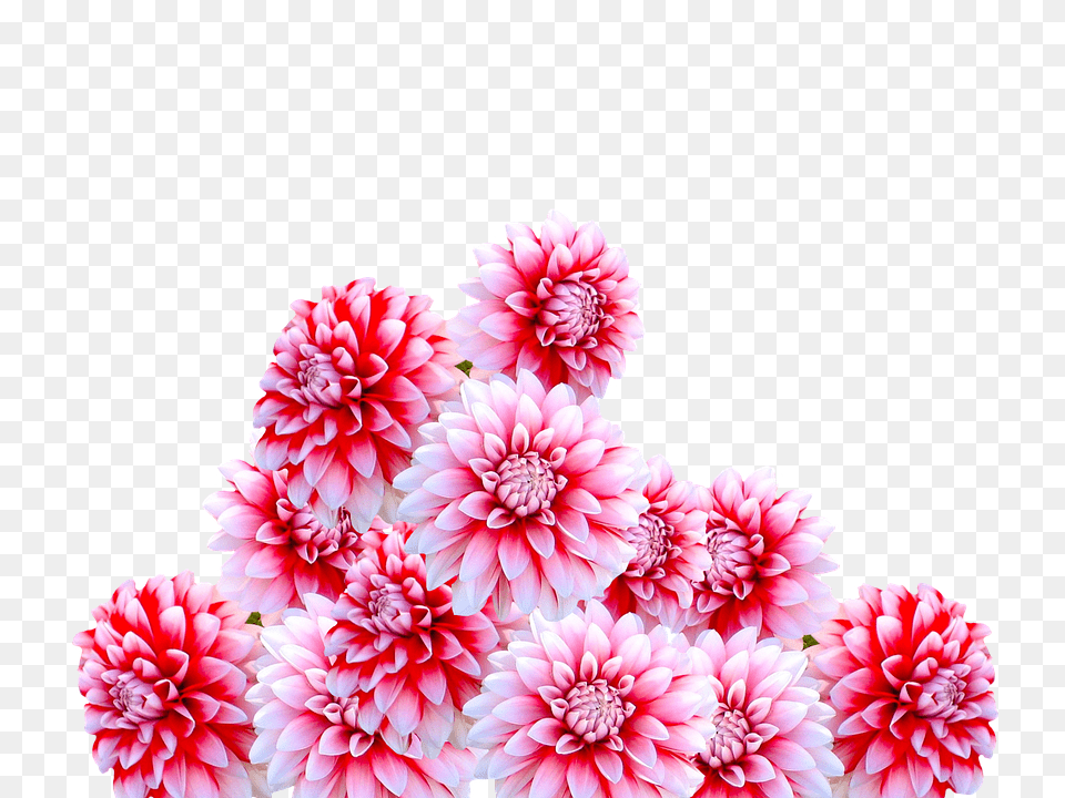 Dahlia Flower, Plant, Rose Free Png