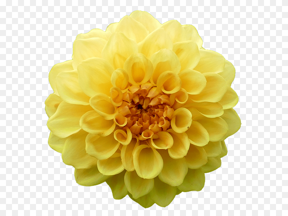 Dahlia Flower, Plant, Rose, Petal Free Png Download