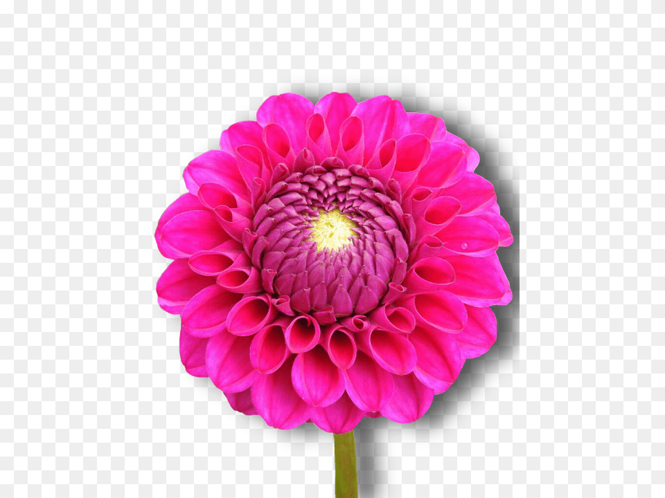 Dahlia Flower, Plant, Daisy, Rose Free Png Download