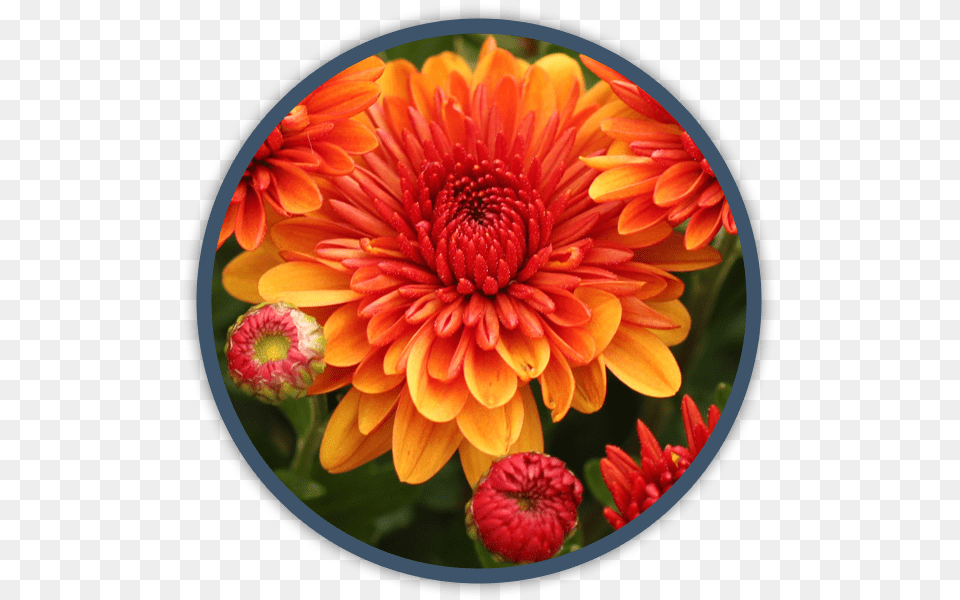 Dahlia, Daisy, Flower, Petal, Plant Png Image