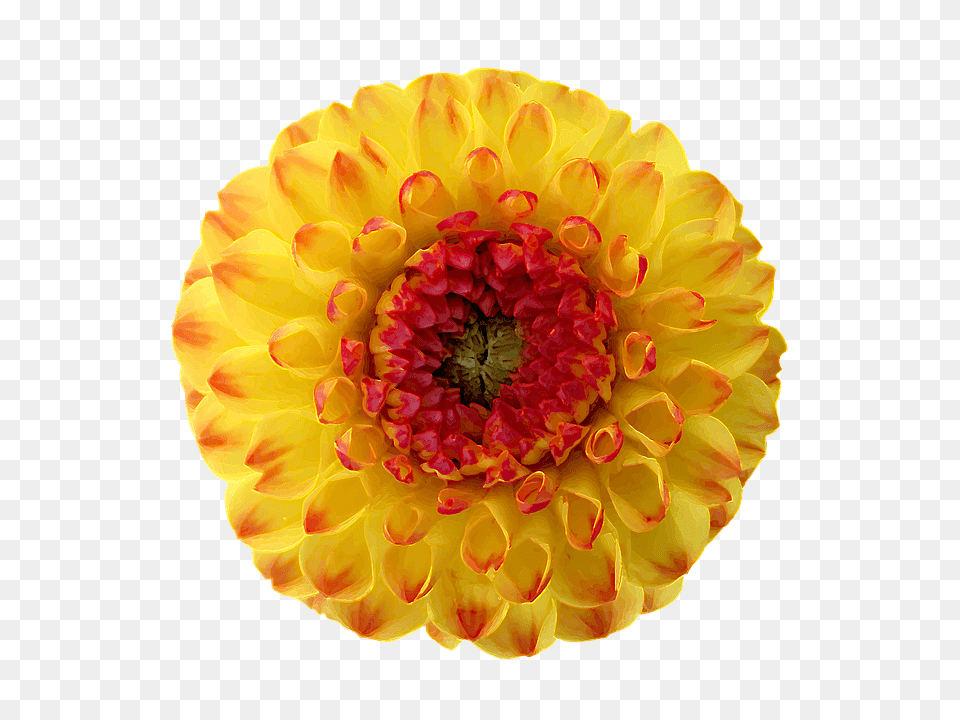Dahlia Flower, Petal, Plant, Daisy Free Png