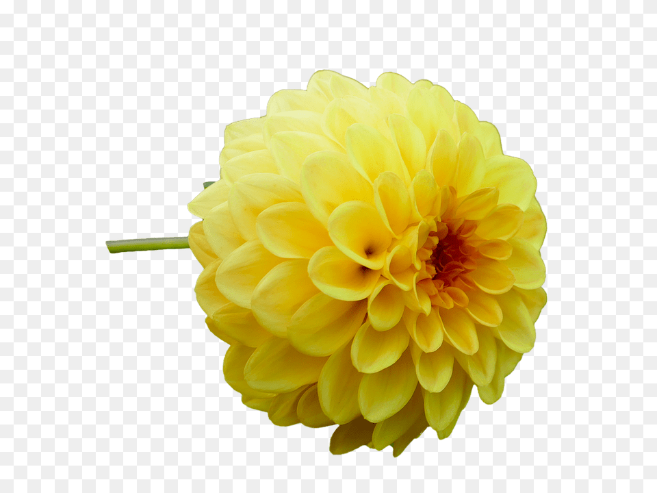 Dahlia Flower, Plant, Petal, Rose Png