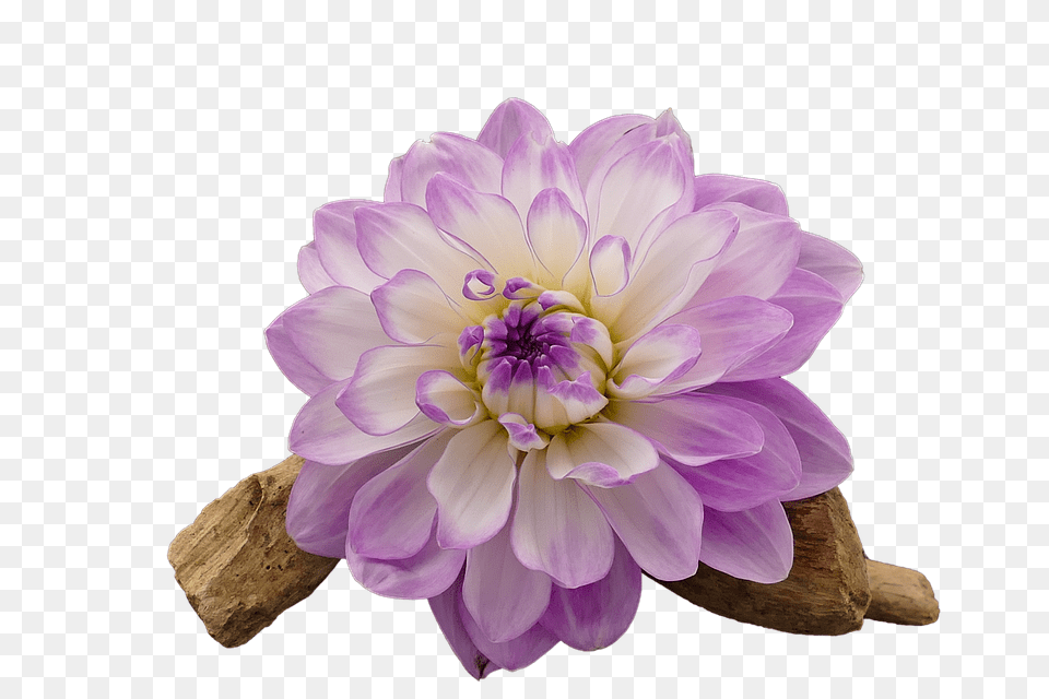 Dahlia Flower, Plant, Geranium, Petal Free Png Download