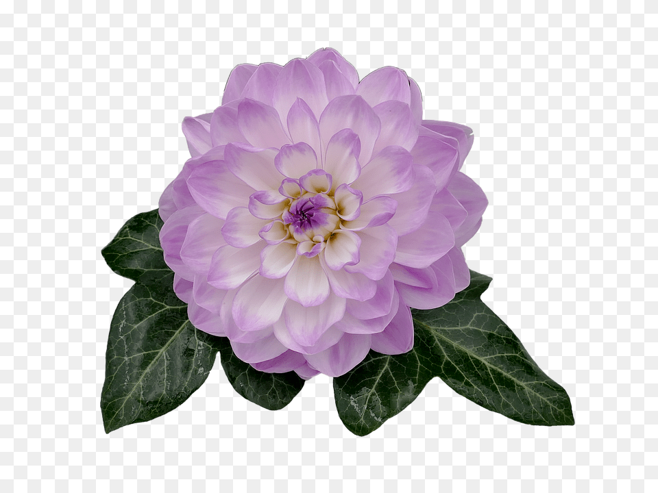 Dahlia Flower, Plant, Petal, Rose Free Png