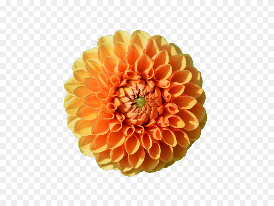 Dahlia Flower, Petal, Plant, Daisy Free Png