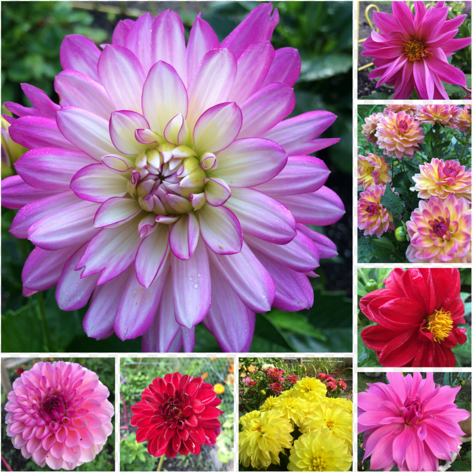 Dahlia, Daisy, Flower, Plant, Art Png