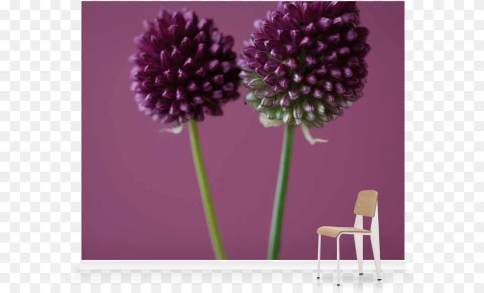 Dahlia, Chair, Flower, Furniture, Plant Free Png