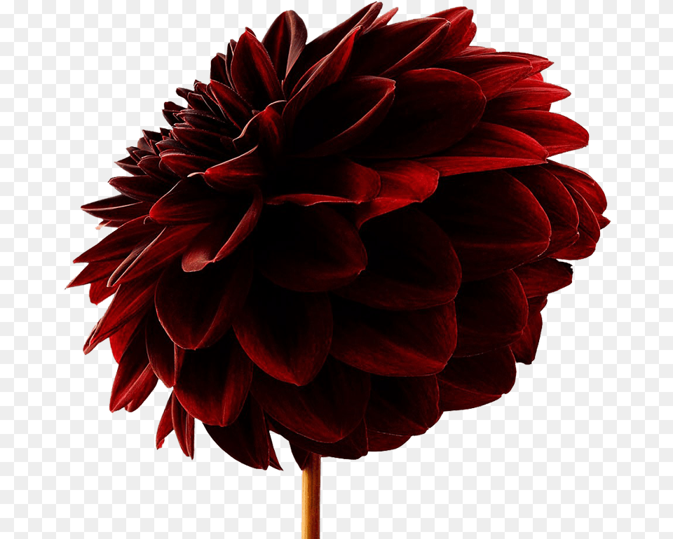 Dahlia, Flower, Plant, Rose Png