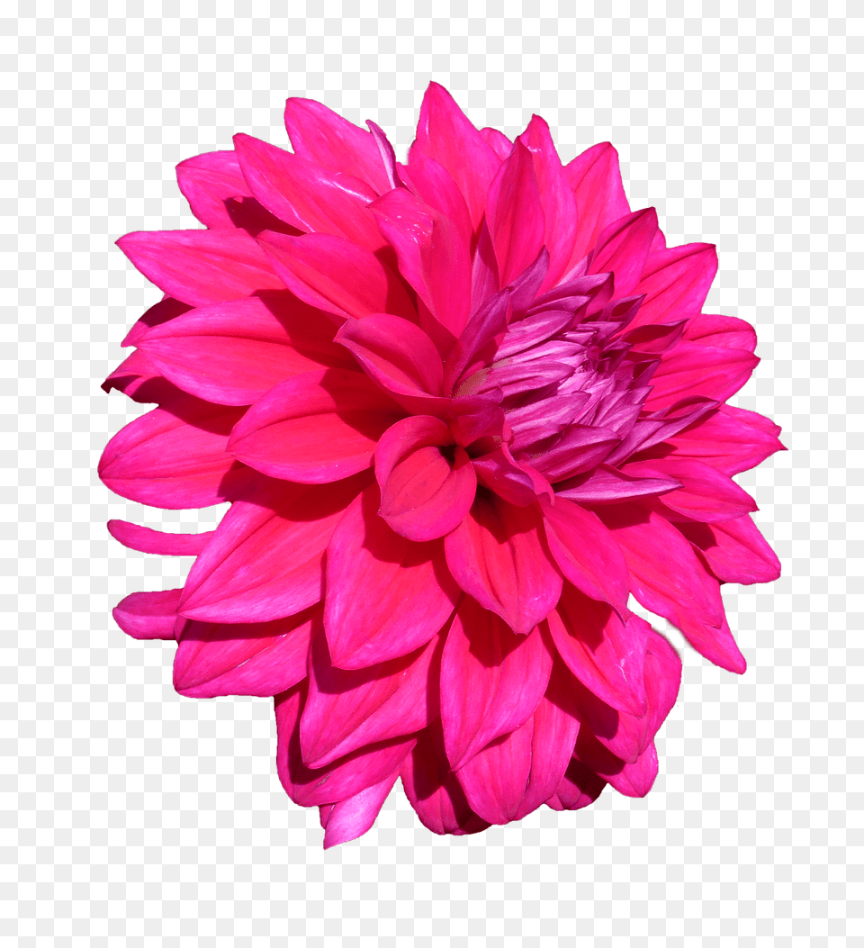 Dahlia, Flower, Plant, Petal Free Png