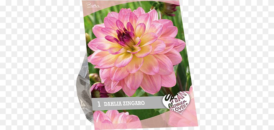 Dahlia, Flower, Plant Png