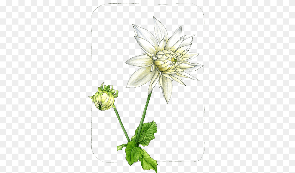 Dahlia, Flower, Plant, Art, Drawing Free Png Download