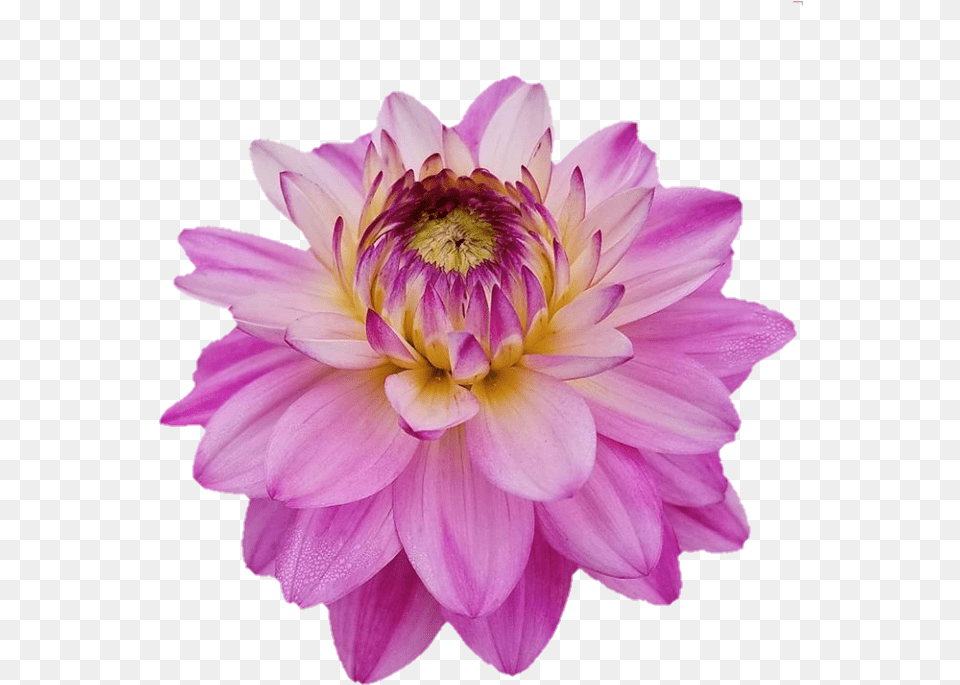 Dahlia, Flower, Plant, Petal Free Transparent Png