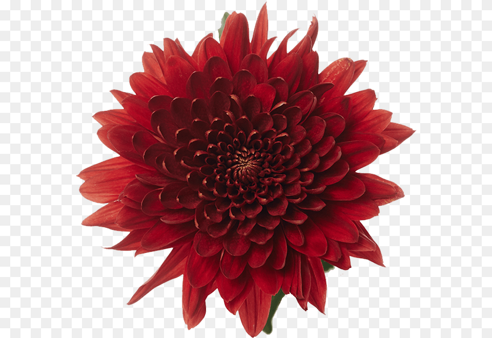 Dahlia, Flower, Plant Free Transparent Png