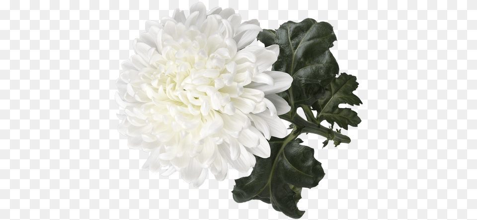 Dahlia, Flower, Plant, Daisy, Flower Arrangement Free Png Download