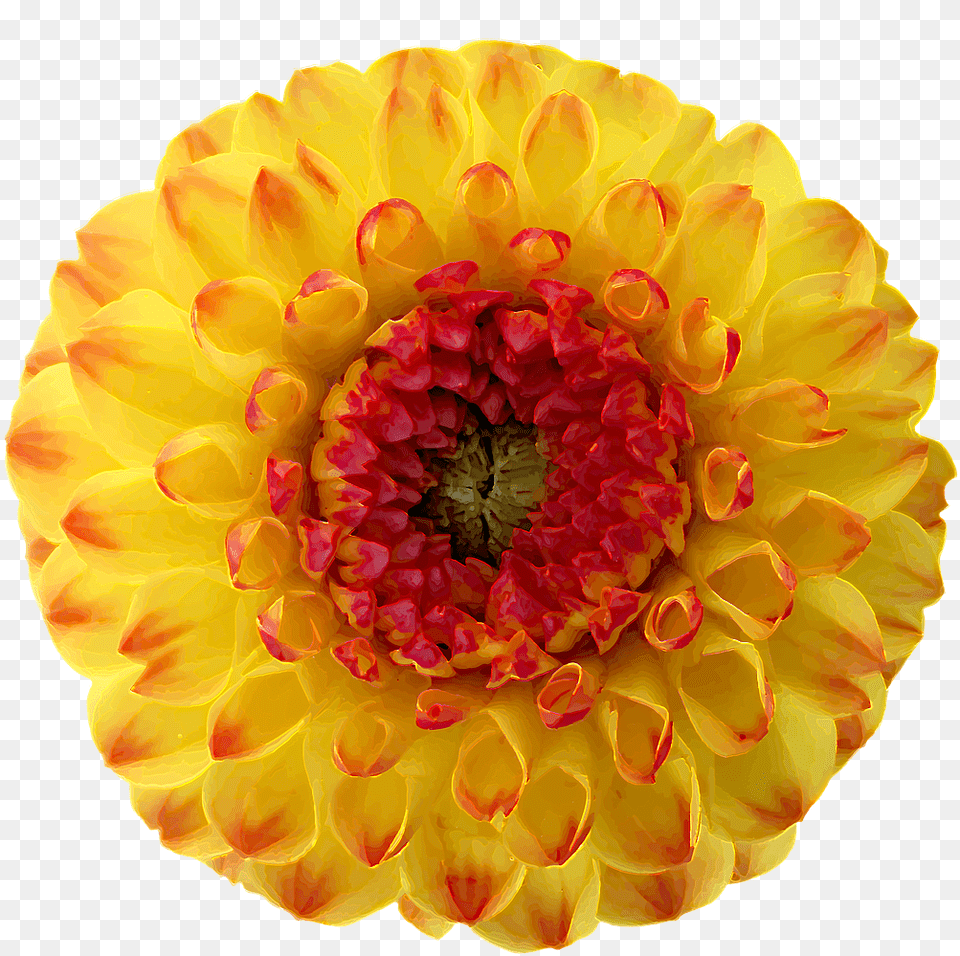 Dahlia Blossom Bloom Photo, Flower, Plant, Petal, Daisy Free Png Download