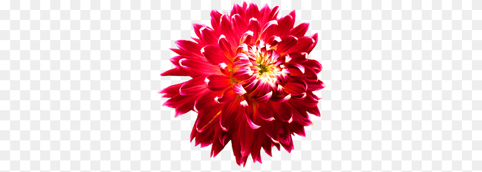 Dahlia Bright, Flower, Plant, Petal, Daisy Free Png Download