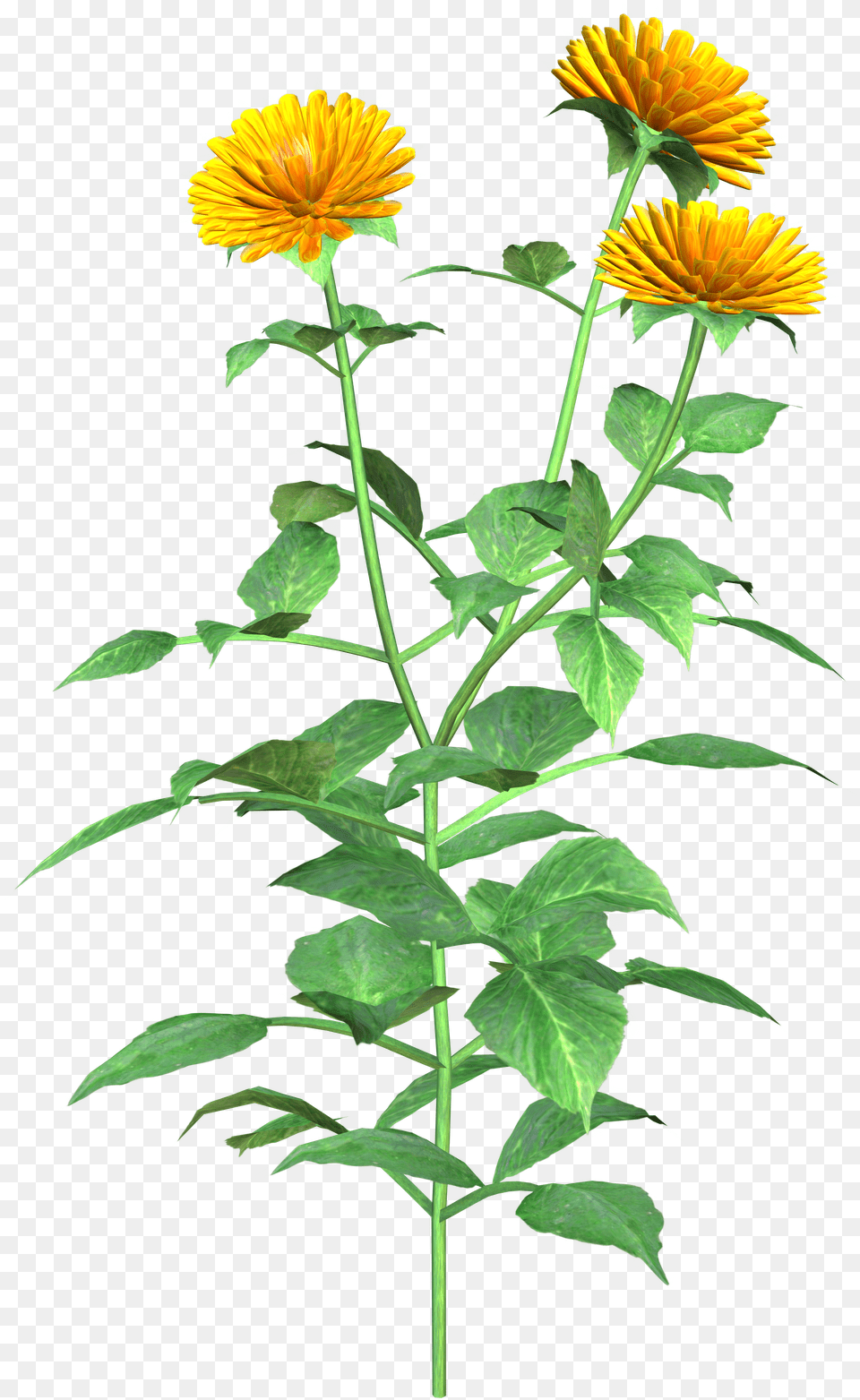 Dahlia Clipart English Marigold, Flower, Plant, Daisy, Leaf Free Transparent Png
