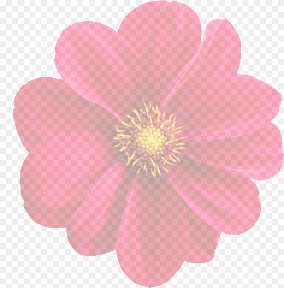 Dahlia Clipart Flower Blossom Animasi Bunga Dahlia, Anther, Daisy, Petal, Plant Free Png