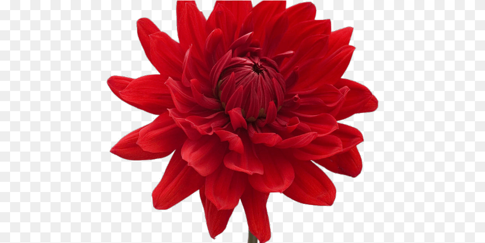 Dahlia Clipart Mexican Single Blue Flower Full Red Flowers Translucent Background, Plant Png Image