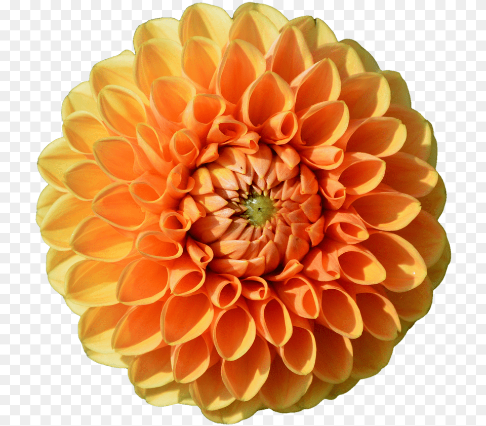 Dahlia Dahlia Flower Flower Free Photo, Plant, Petal Png Image
