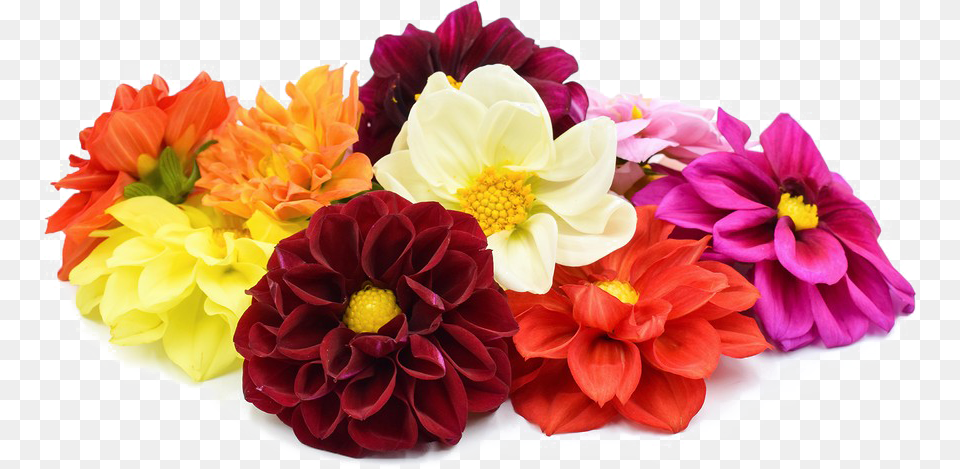 Dahlia File Guldasta Hd, Flower, Flower Arrangement, Flower Bouquet, Plant Png