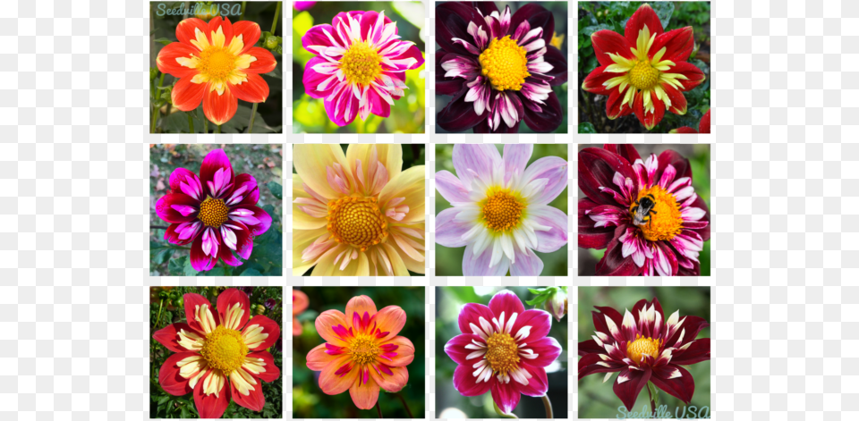 Dahlia Flower, Anemone, Art, Collage, Daisy Free Png Download