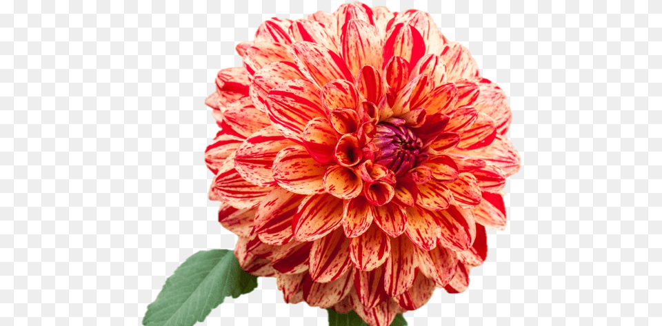 Dahlia Flower, Plant, Rose Free Png