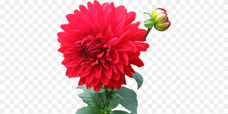 Dahlia Flower, Plant Png