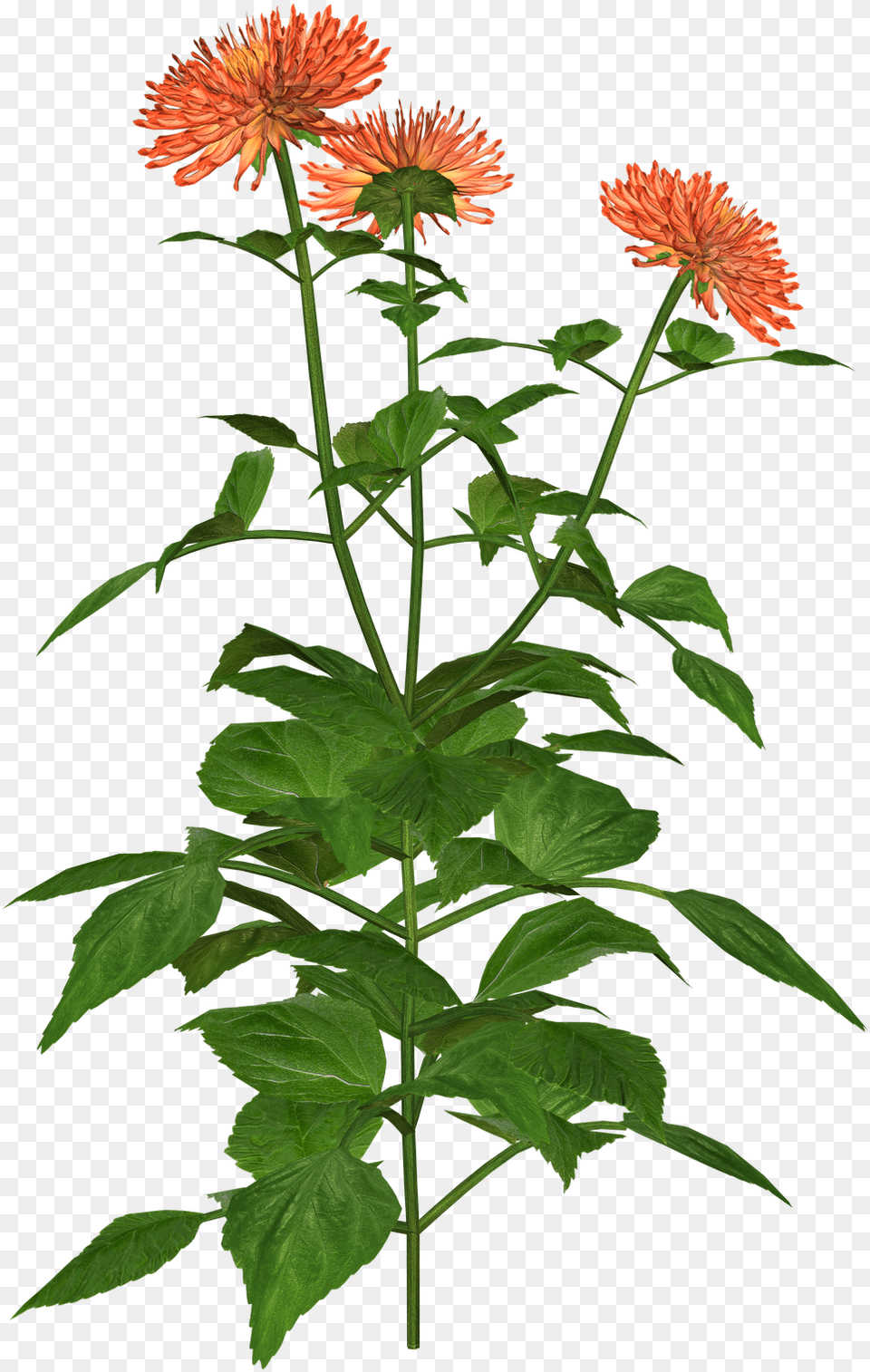 Dahlia Flower, Acanthaceae, Plant, Daisy Free Png