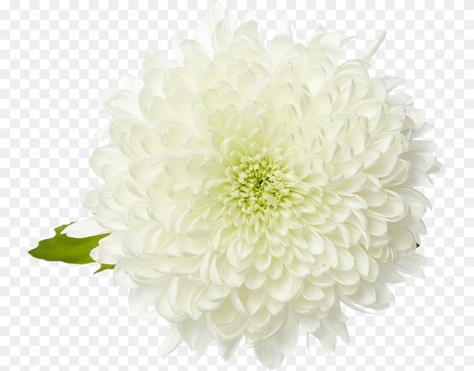 Dahlia Flower, Plant, Daisy, Petal Free Png