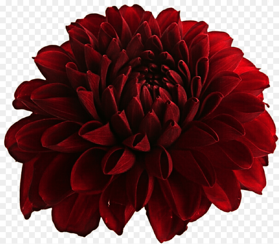 Dahlia Flower And Plant, Maroon, Rose Png Image