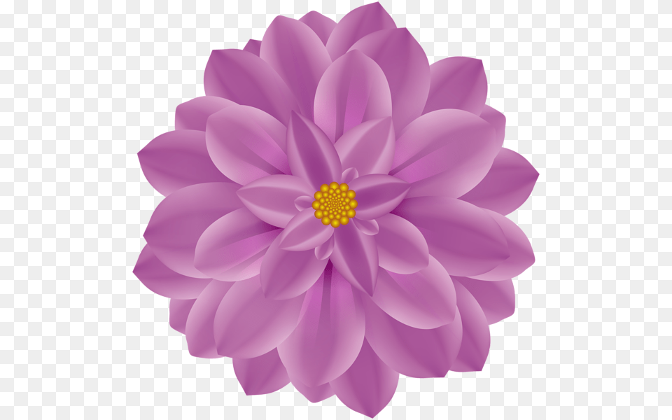 Dahlia Flower Clip Art Pink And Purple Daisy Drawing, Plant Free Png Download