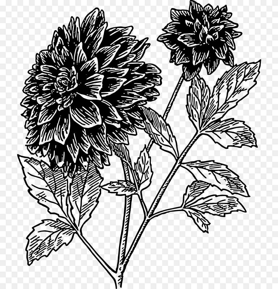 Dahlia Flower Clipart Black And White, Plant, Art, Drawing Png