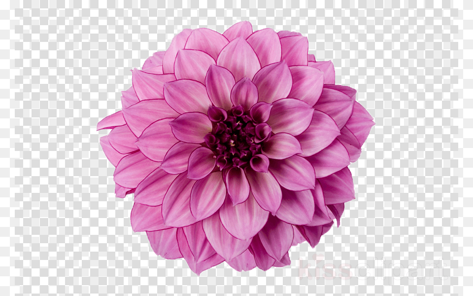 Dahlia Flower Clipart Dahlia Flower Clip Art Pink Dahlia Flower, Plant Free Png