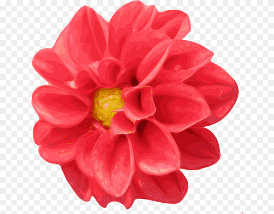 Dahlia Flower Download Daisy Family Description, Plant Free Png