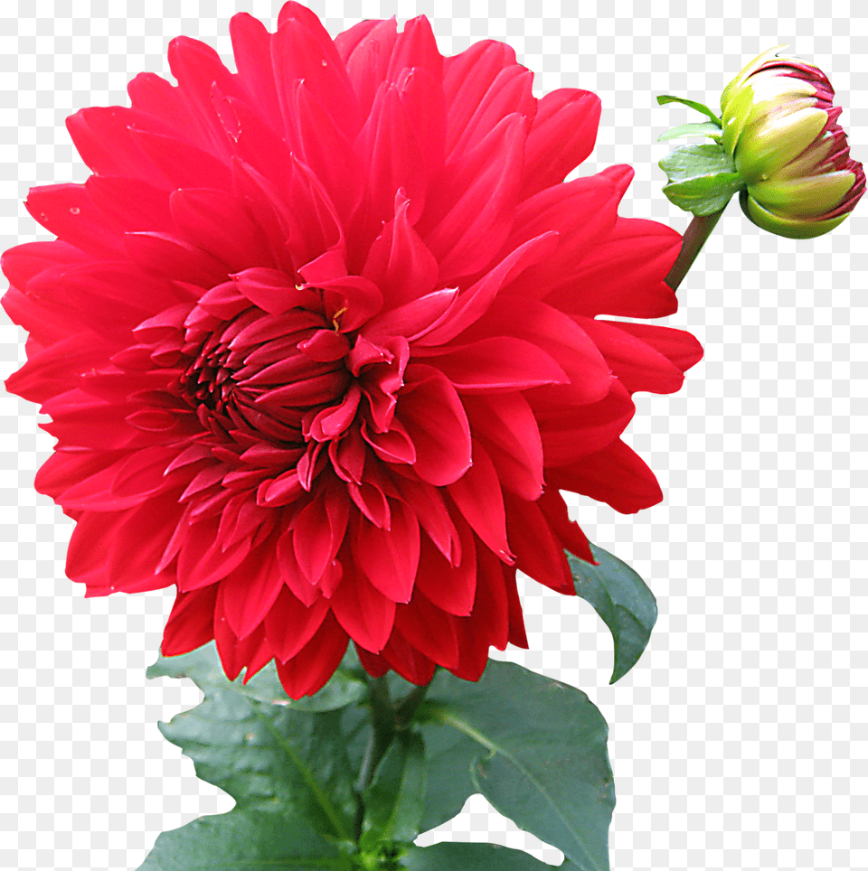 Dahlia Flower Image, Plant Free Png