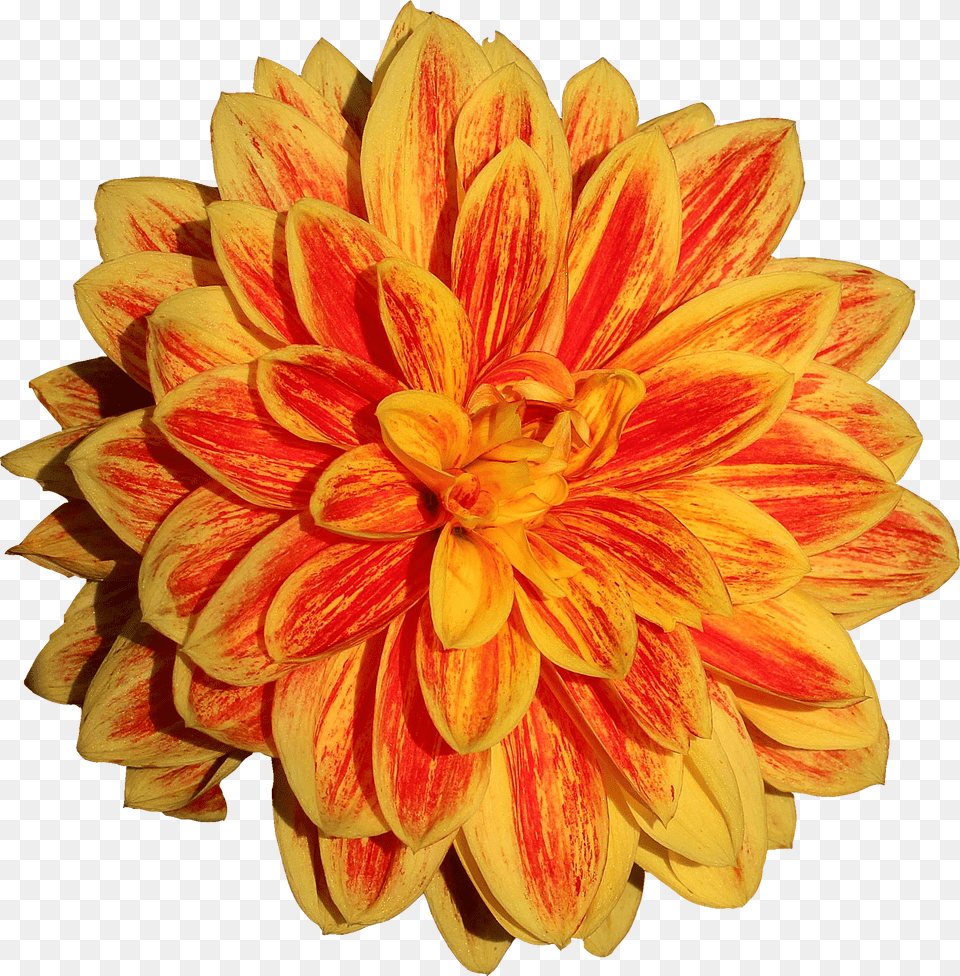 Dahlia Flower Image Dahlia Free Png Download