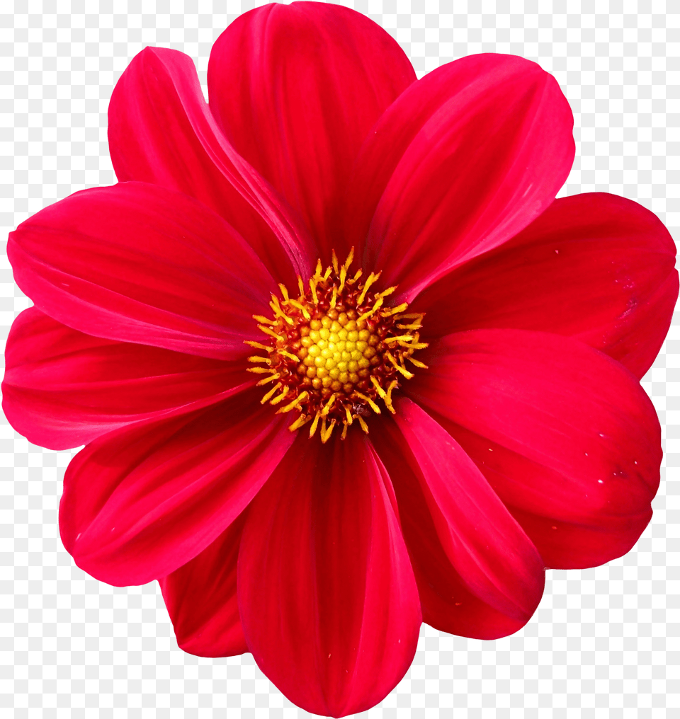 Dahlia Flower Image For Transparent Flower, Anther, Daisy, Petal, Plant Free Png Download