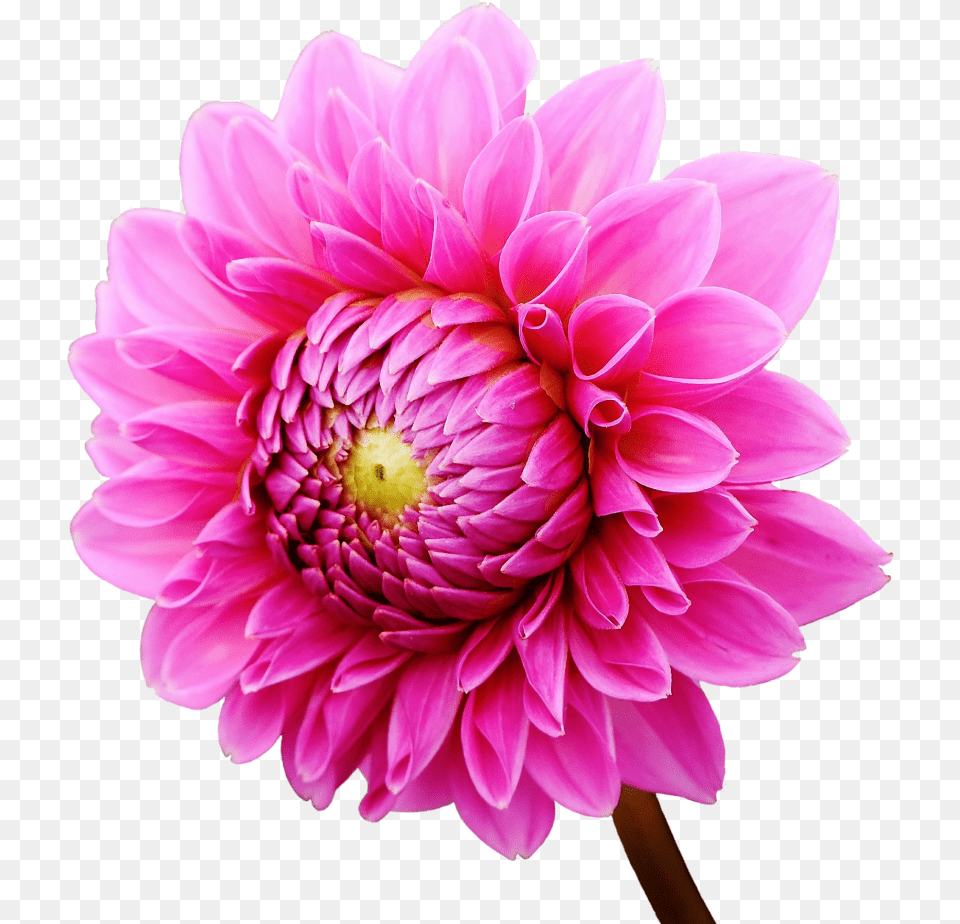 Dahlia Flower Image Purepng Transparent Cc0 Dalias, Plant, Daisy Free Png Download