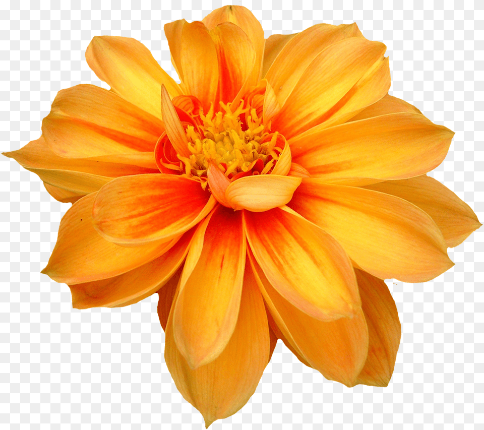 Dahlia Flower Transparent Orange Flower, Petal, Plant, Daisy Png