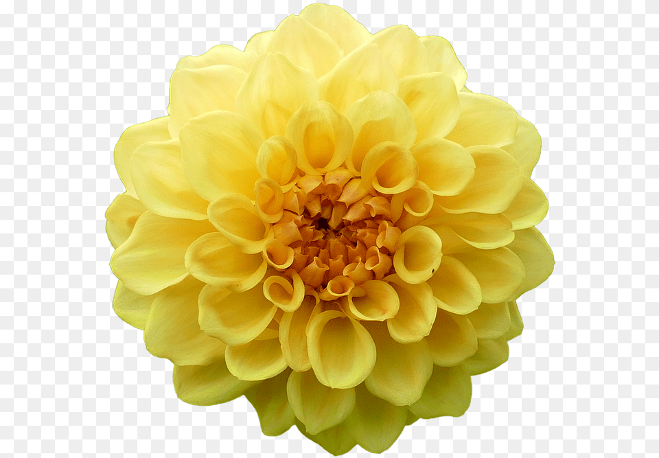 Dahlia Flowers, Flower, Plant, Rose, Petal Png Image