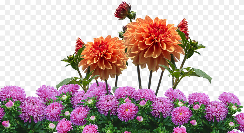 Dahlia Garden Blossom Flower, Flower Arrangement, Flower Bouquet, Plant, Daisy Png Image