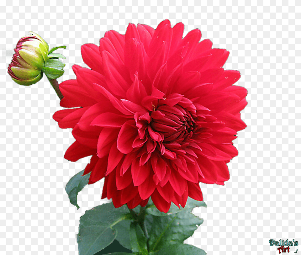 Dahlia Hd Mart Love Beautiful Nature Images Hd, Flower, Plant Free Png