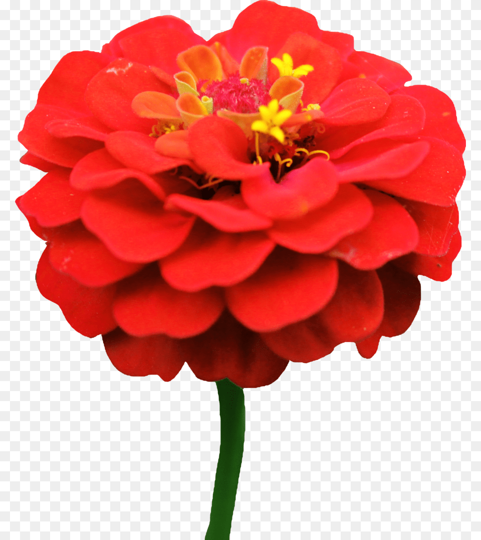 Dahlia Image With Transparent Background Red Zinnia Flower, Petal, Plant, Pollen, Rose Png