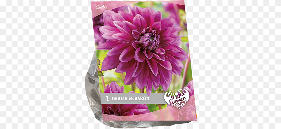 Dahlia Le Baron Per 1 Urban Flowers Dahlia, Flower, Plant Png Image