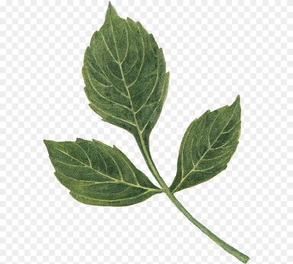 Dahlia Leaf By We Studio Mint Leaf, Plant, Herbs, Herbal, Grass Free Transparent Png